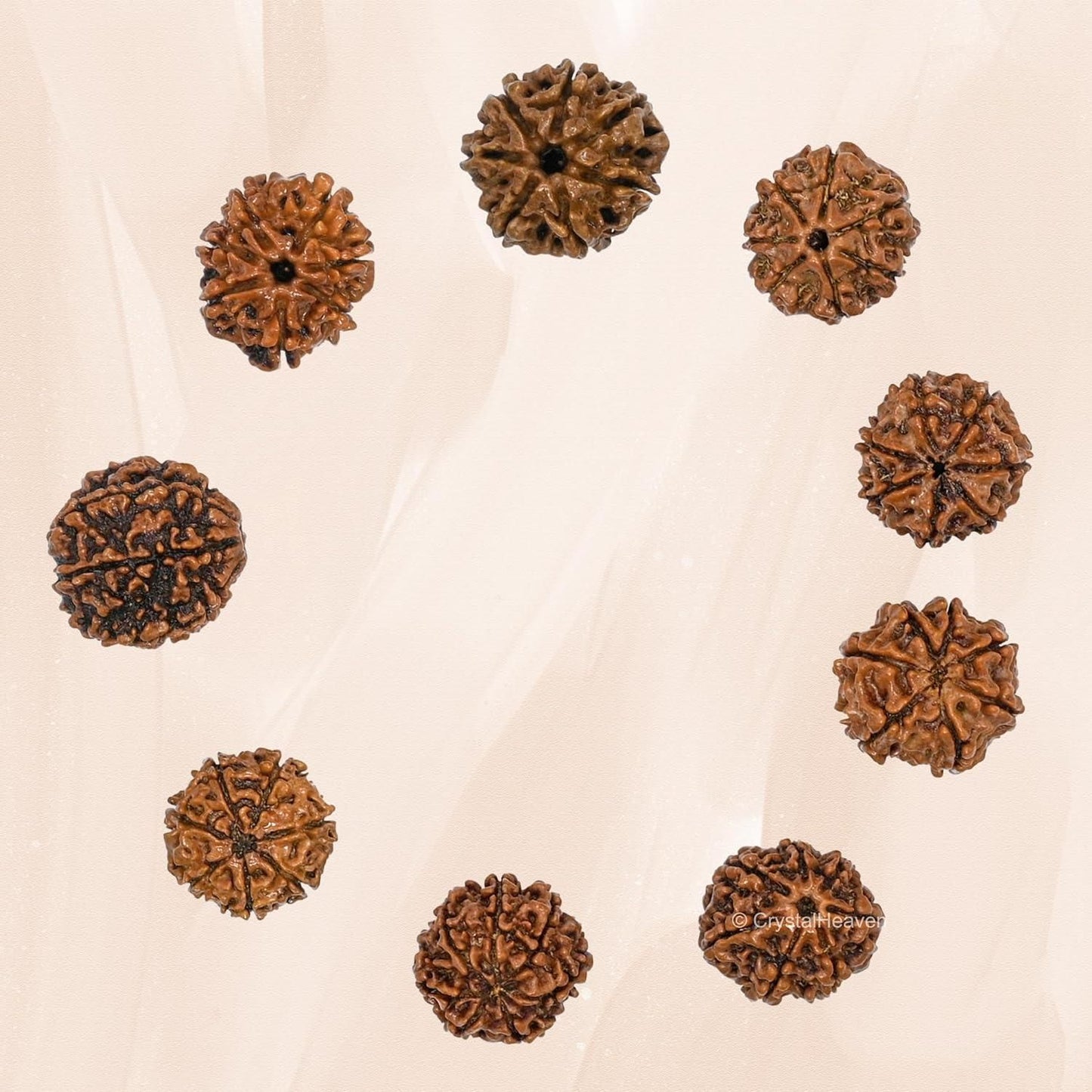 7 Mukhi Rudraksha With Cap – Authentic Sacred Bead for Spiritual Healing & Protection